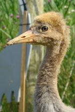 White Yellow Black - 2nd July 2014